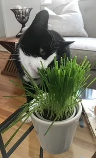Image of a cat eating catgrass