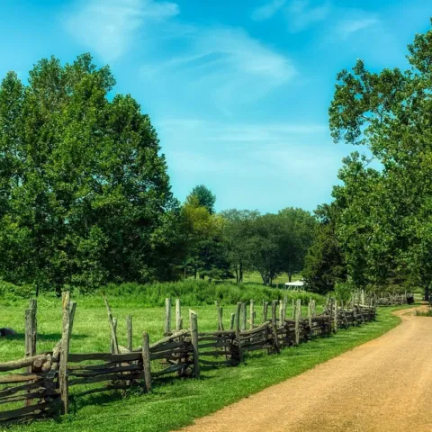 Image of blue sky, grass, shrubs and trees, with a dirt road in the foreground