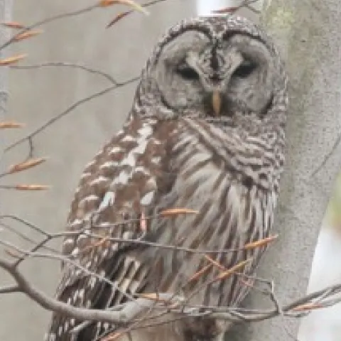 image of an owl