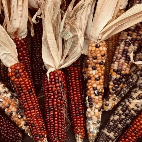 image of dried husks of corn in various colors 