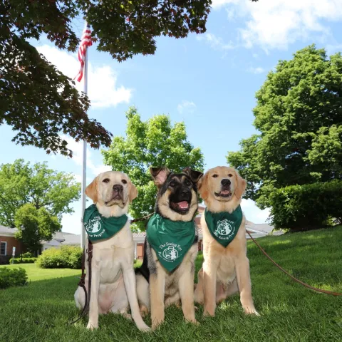 Three Seeing Eye puppies