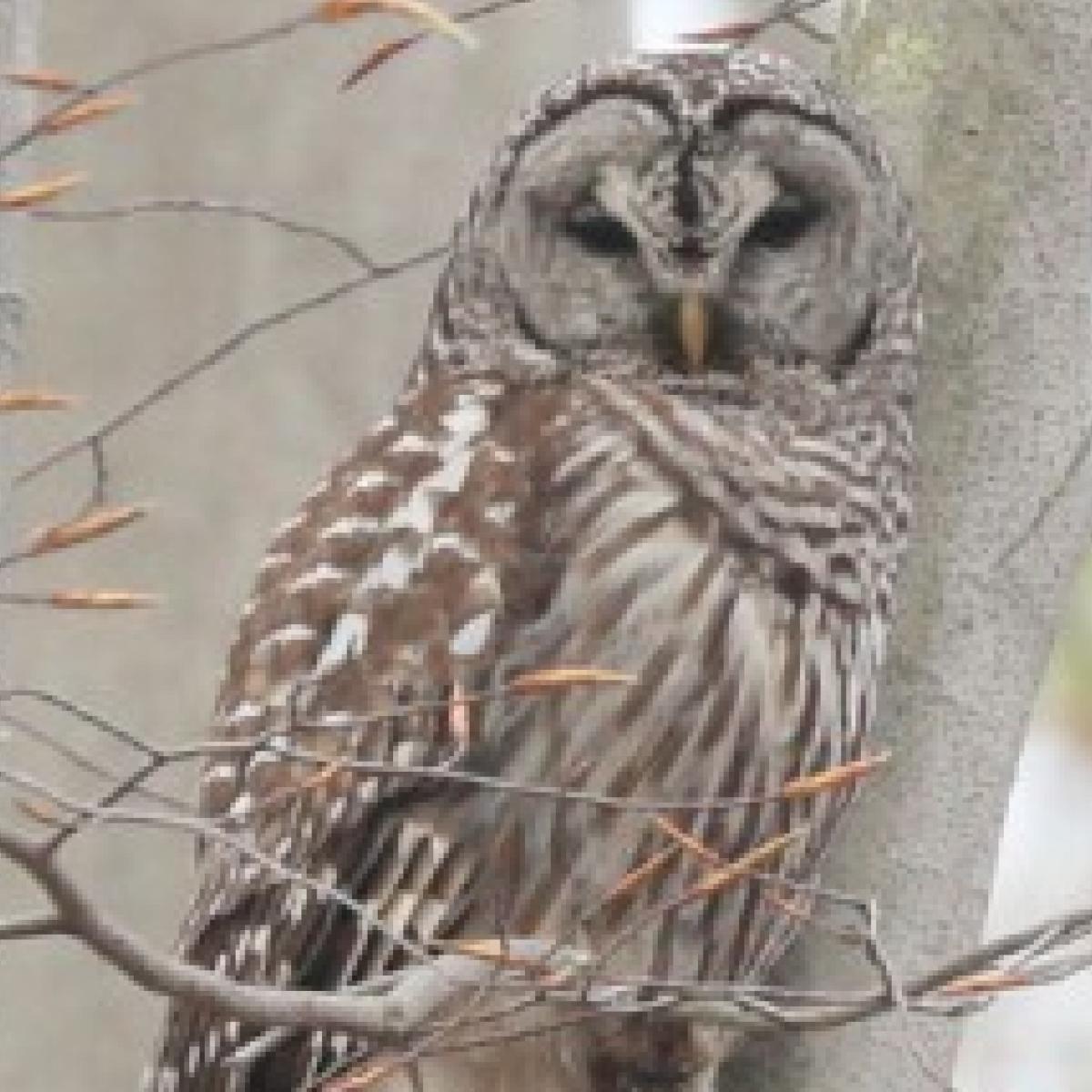 image of an owl